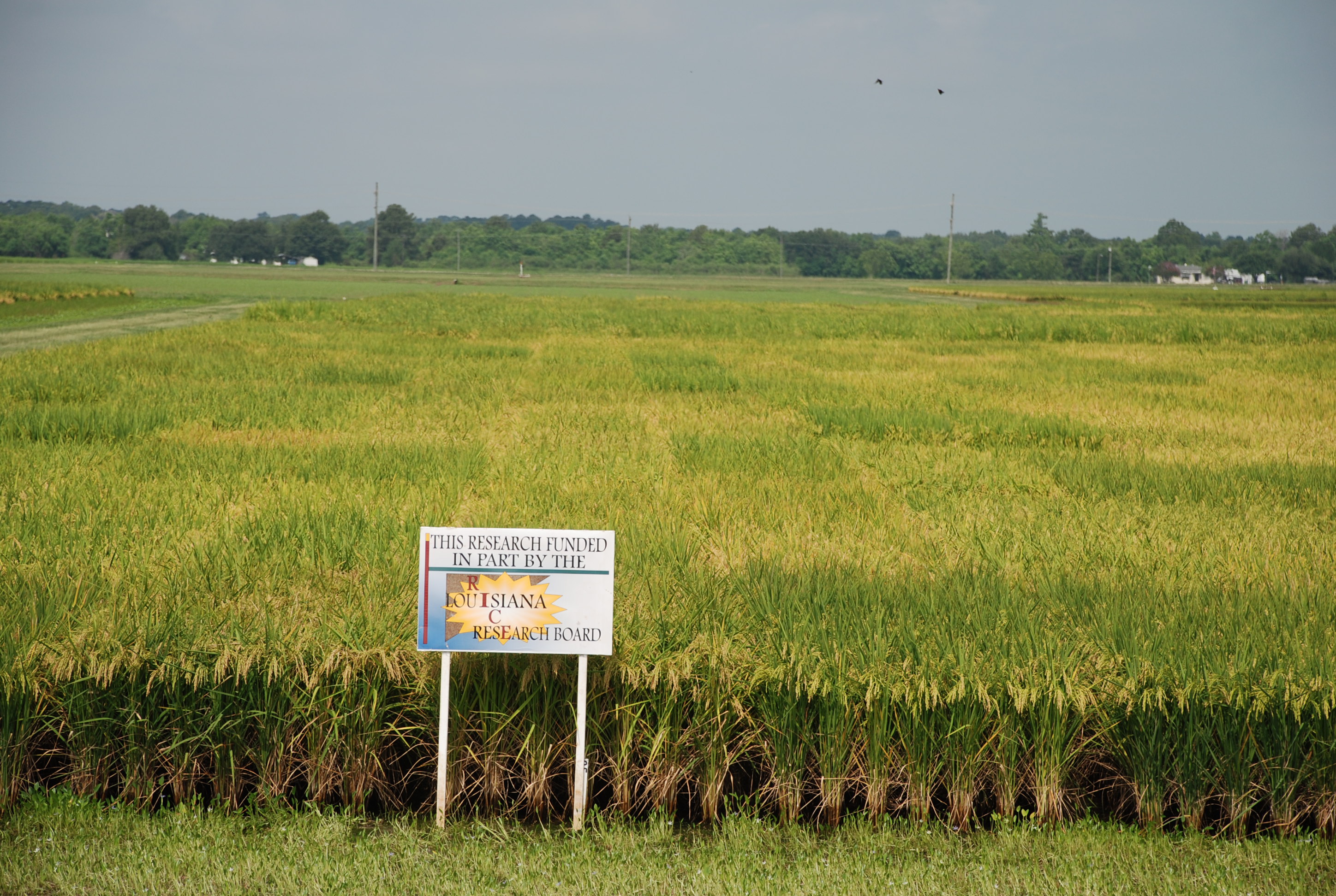 Rice Variety Selection - An Important First Step